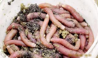 沙虫石斛炖瘦肉汤怎么做好吃 沙虫怎么做好吃